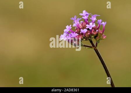 Purpletop vervain Stockfoto