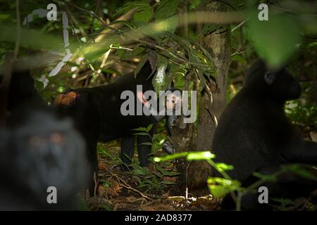 Ein Nachwuchs von Kammmapaken (Macaca nigra) hebt seine Hand, als er zweifach in der Mitte seiner Gruppe im Tangkoko-Wald in Indonesien steht. Stockfoto
