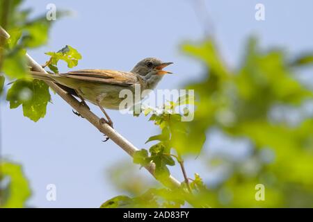 Gemeinsame whitethroat Stockfoto