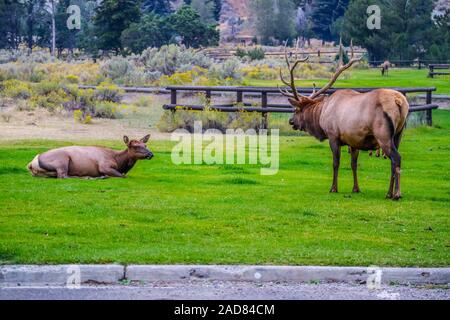 Bull Elk und sein Harem im Yellowstone Nationalpark, Wyoming Stockfoto