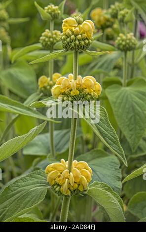 Türkische Salbei,' Phlomis russeliana', Stockfoto