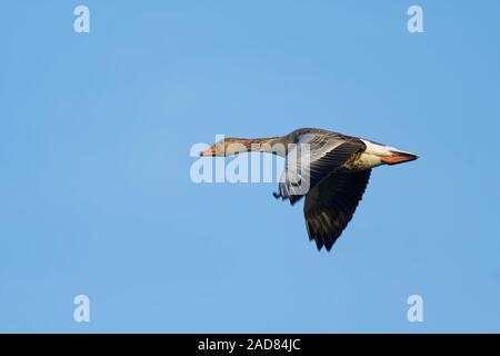 Graugans Stockfoto