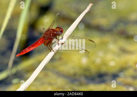 rote Libelle Stockfoto