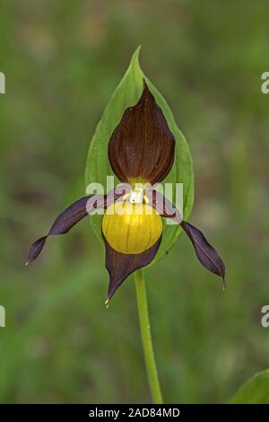 Gelber Frauenschuh lady Orchid' Cypripedium calceolus' Stockfoto
