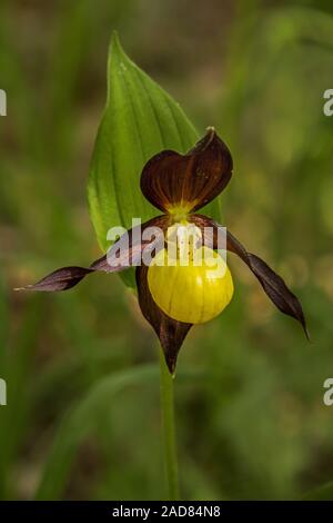 Gelber Frauenschuh lady Orchid' Cypripedium calceolus' Stockfoto