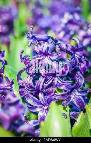 Makroaufnahme von schönen violetten Hyazinthen Blumen Stockfoto