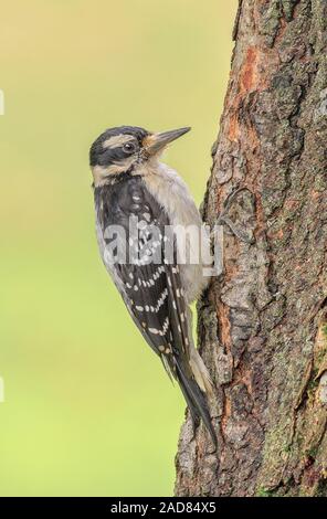 Eine weibliche Hairy Specht jagt für Insekten. Stockfoto