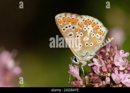 Gemeinsame blauer Schmetterling Stockfoto