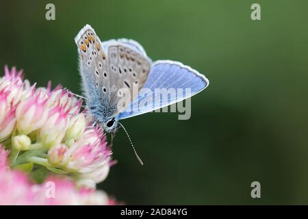 Gemeinsame blauer Schmetterling Stockfoto