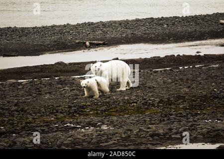 Eisbären auf Franz Joseph Land. Weibliche mit lustigen pralle Cub Stockfoto