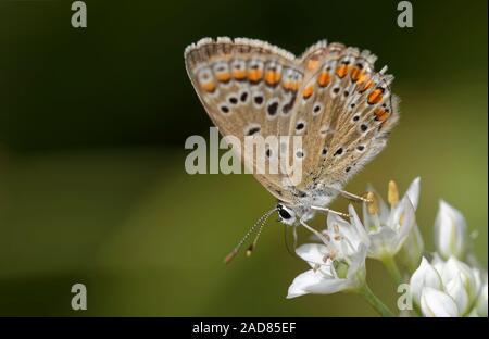 Gemeinsame blauer Schmetterling Stockfoto