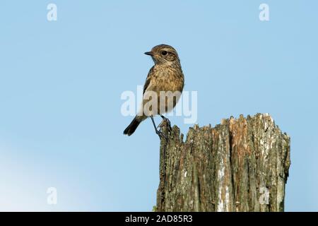 Europäische Schwarzkehlchen Stockfoto