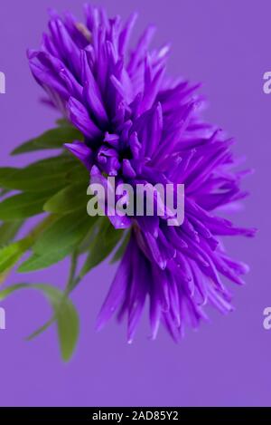 Nahaufnahme der Blüte Aster auf lila Hintergrund. Geringe Tiefenschärfe. Stockfoto