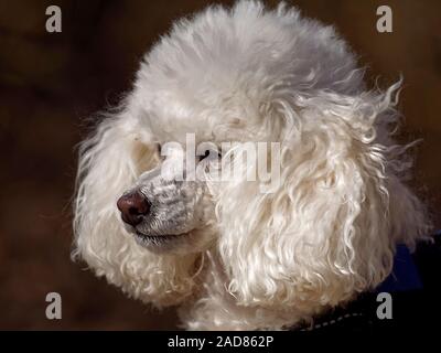 Pudel Porträts Stockfoto