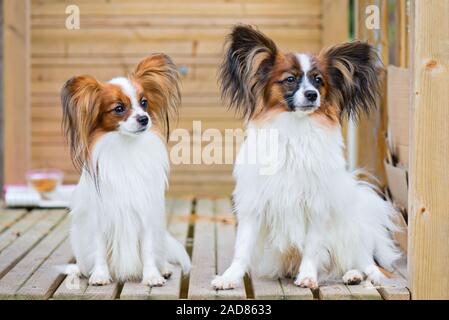 Outdoor Portrait einer Papillon purebreed Hunde Stockfoto