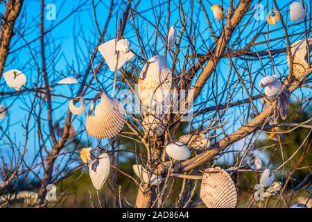 Schöne Muscheln hängen sie an einen Baum in Anna Maria Island, Florida Stockfoto