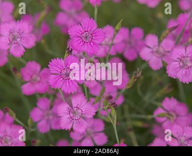 Maiden pink 'Dianthus Canescens' Stockfoto