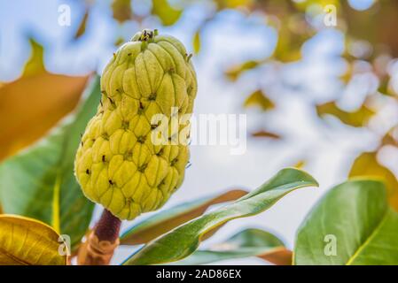 Frische Zucker Apfel Baum im Garten. Tropische Früchte Cherimoya auf Natur grün hinterlegt. Stockfoto