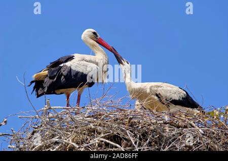 Storch ist auf der Weide auf dem Nest Stockfoto