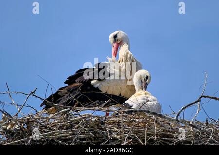 Weißstörche auf dem Nest Stockfoto