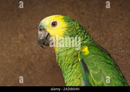Türkis-fronted Amazon Stockfoto
