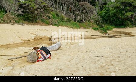 Weka untersucht einen Rucksack für glänzende Objekte oder Nahrung zu stehlen, Abel Tasman Coastal Track im Abel Tasman National Park, Neuseeland. Stockfoto