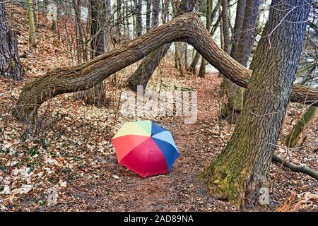 Waldweg im Herbst Stockfoto