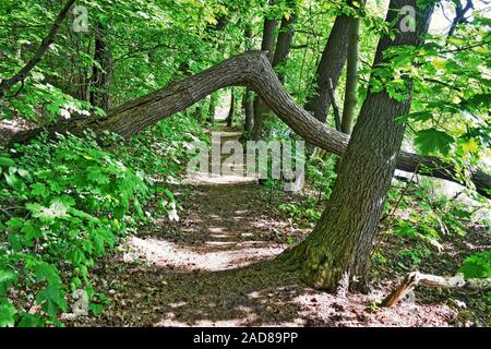 Waldweg im Frühjahr Stockfoto