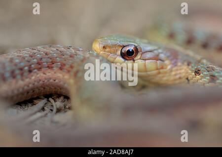 Eine Nahaufnahme eines Gemeinsamen Garter Snake. Stockfoto