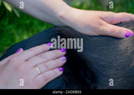 Menschliche Hände tun Hund Massage. Closeup erschossen. Stockfoto