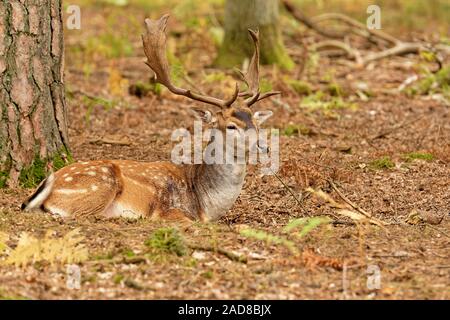 Damhirsch Stockfoto
