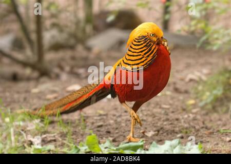 Goldfasan Stockfoto