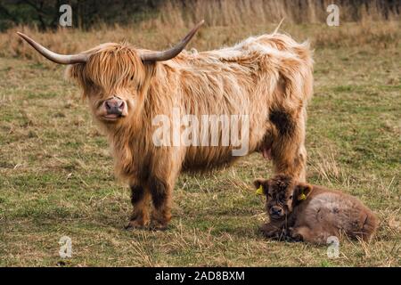 Schottisches Hochlandrind Kuh mit Ihren 24 Stunden alten Kalb (Bos taurus). Im Inland. Gesetzlich verpflichtet, Identifikation der Ohrmarken. Stockfoto