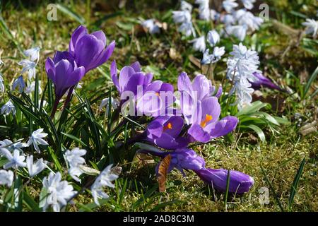 Crocus Vernus, Frühling Krokus Stockfoto