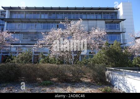 Prunus subhirtella Autumnalis, Rosa Herbst Cherry Stockfoto