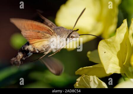 Kolibri Falke-Motte Stockfoto