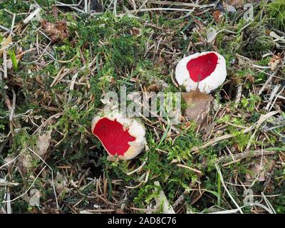 Scarlet elf Cup, Sarcoscypha coccinea Stockfoto