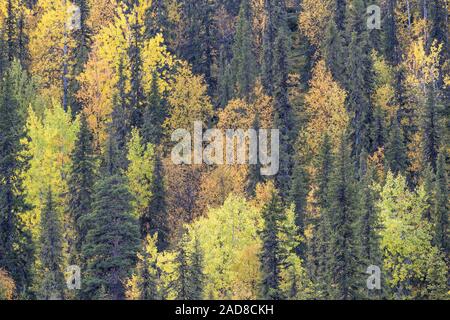 Herbst Wald, Dundret Nature Reserve, Gellivare, Lappland, Schweden Stockfoto