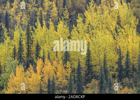 Herbst Wald, Dundret Nature Reserve, Gellivare, Lappland, Schweden Stockfoto