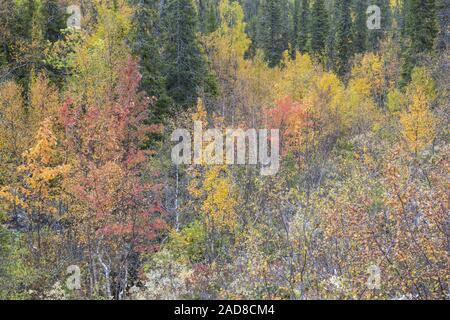 Herbst Wald, Dundret Nature Reserve, Gellivare, Lappland, Schweden Stockfoto