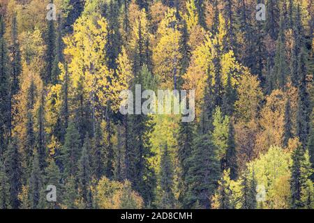 Herbst Wald, Dundret Nature Reserve, Gellivare, Lappland, Schweden Stockfoto