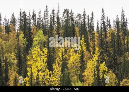 Herbst Wald, Dundret Nature Reserve, Gellivare, Lappland, Schweden Stockfoto