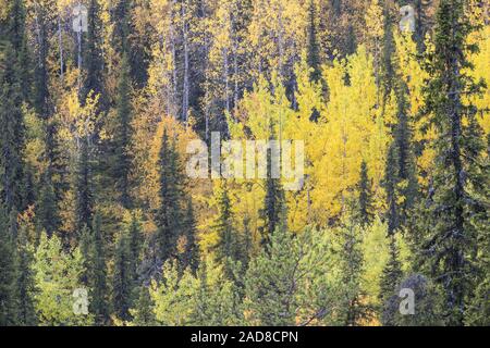 Herbst Wald, Dundret Nature Reserve, Gellivare, Lappland, Schweden Stockfoto