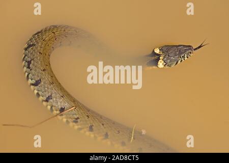 Ringelnatter (Natrix natrix). Am Teich Rand, Schwimmen im flachen Wasser. Mit typischen Kopf und Kragen Markierungen Identifizierung der Arten. Stockfoto