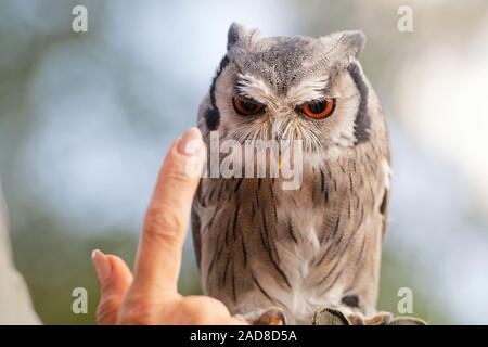 Weiß - Eule konfrontiert Stockfoto