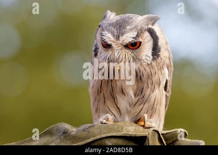 Weiß - Eule konfrontiert Stockfoto