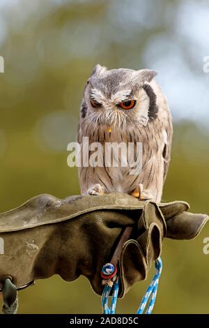 Weiß - Eule konfrontiert Stockfoto