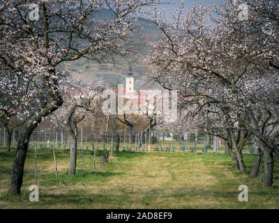 Aprikosen blühen Bäume im Frühling in der Wachau, Österreich Stockfoto