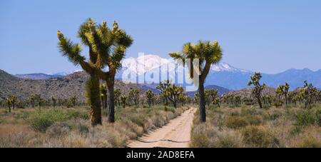 Dirt Road, die durch eine Landschaft, die Königin Tal, Joshua Tree National Monument, Kalifornien, USA Stockfoto