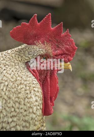 Huhn" Gallus gallus domesticus' Stockfoto